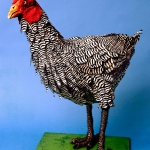 Spring Chicken